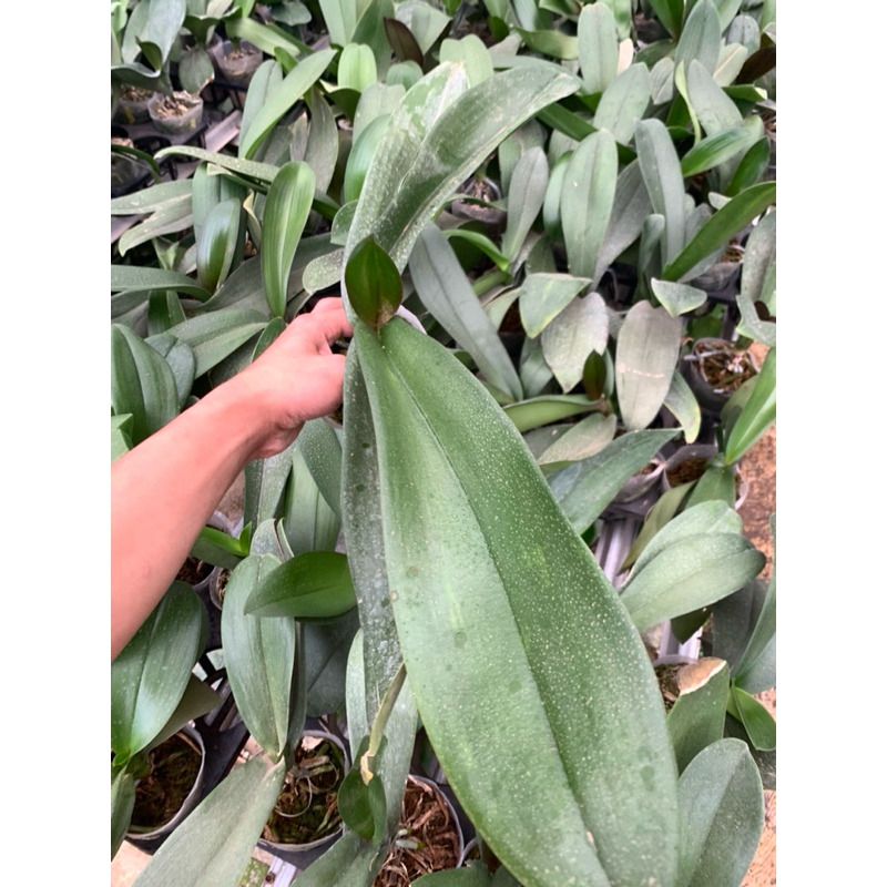 Anggrek Bulan Pasca Bungan Non Spike Warna Ungu/Merah