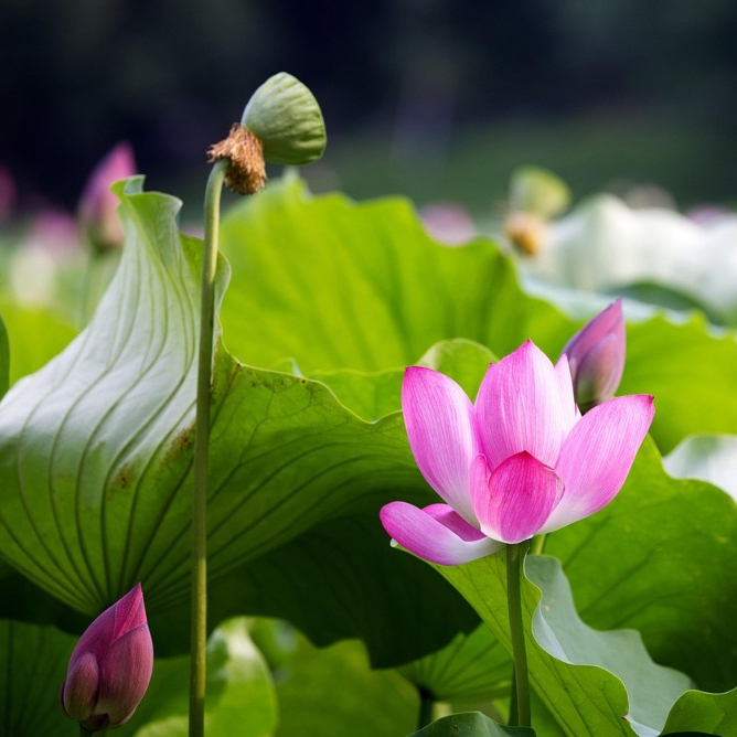 Benih Bunga Teratai Mini Mix – 15 Butir | Biji Lotus Import Premium untuk Aquascape & Tanaman Air