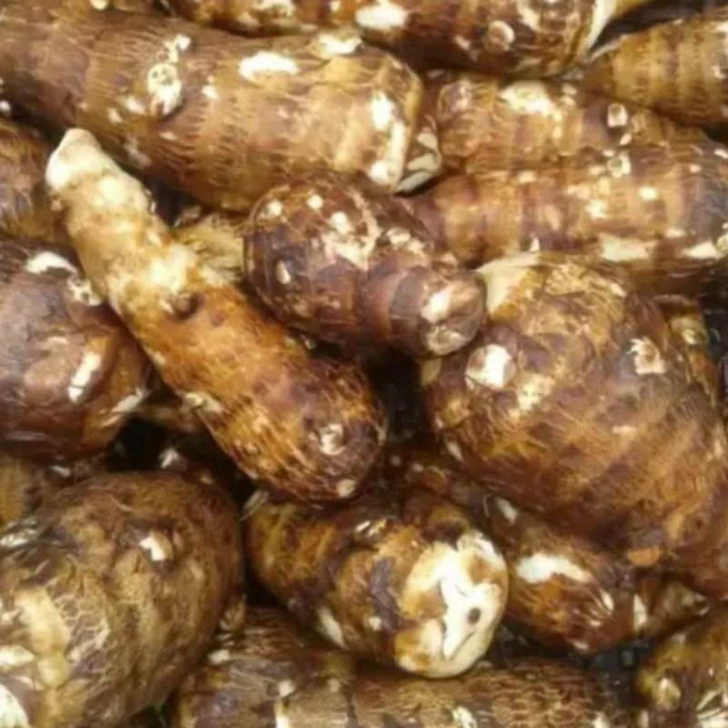 

COD UMBI TALAS GAJAH / UMBI BERKUALITAS 1kg Terlaris