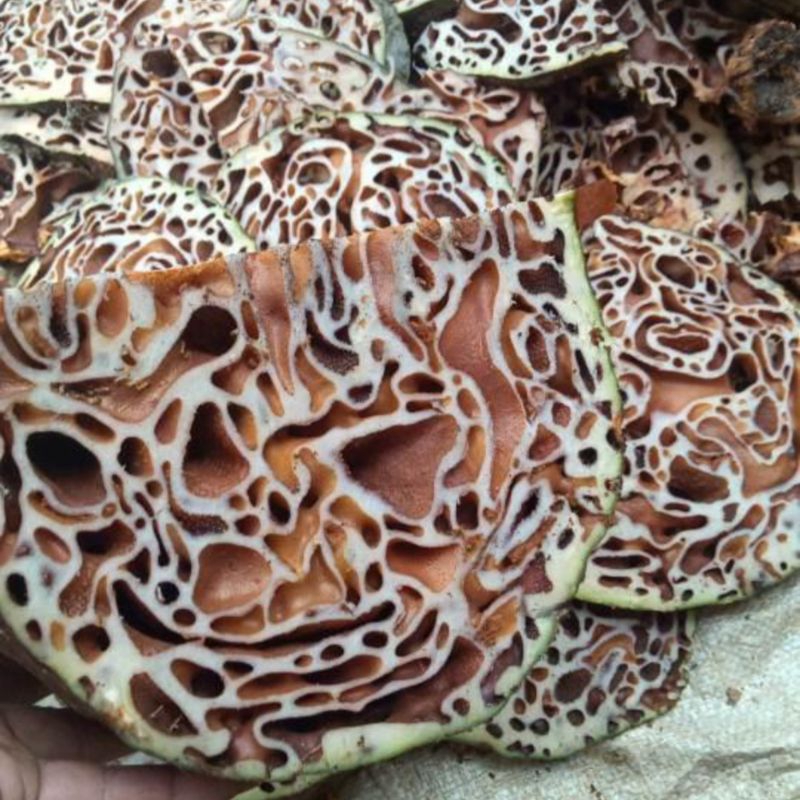 

Sarang semut asli Papua 500 gram herbal