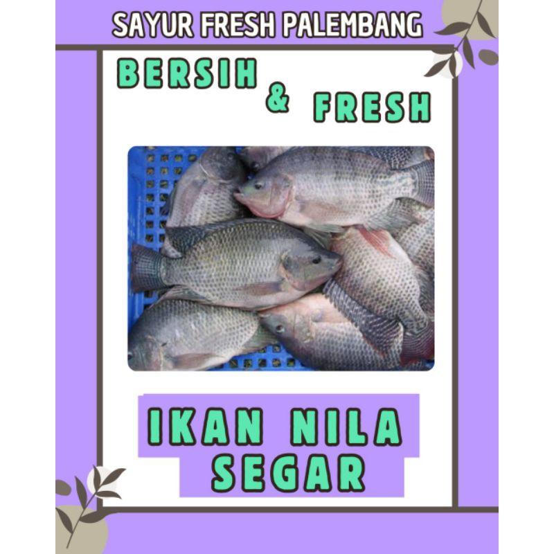 

IKAN NILA MUJAER / MUJAIR FRESH & BERSIH - PALEMBANG