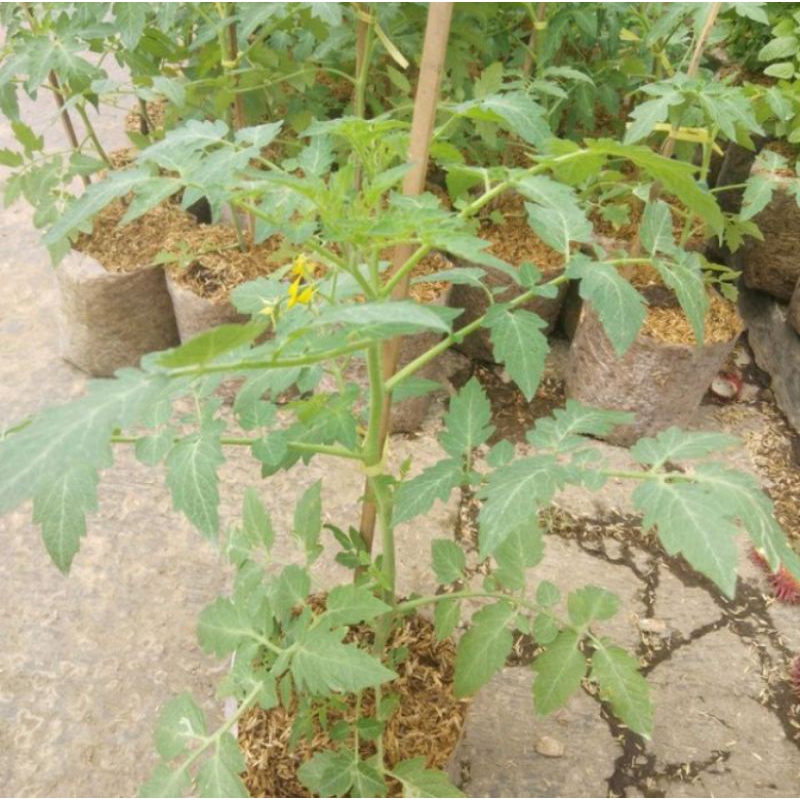 Bibit Tanaman Tomat Sayur Siap Tanam - Tanaman Tomat Sayur Siap Berbuah