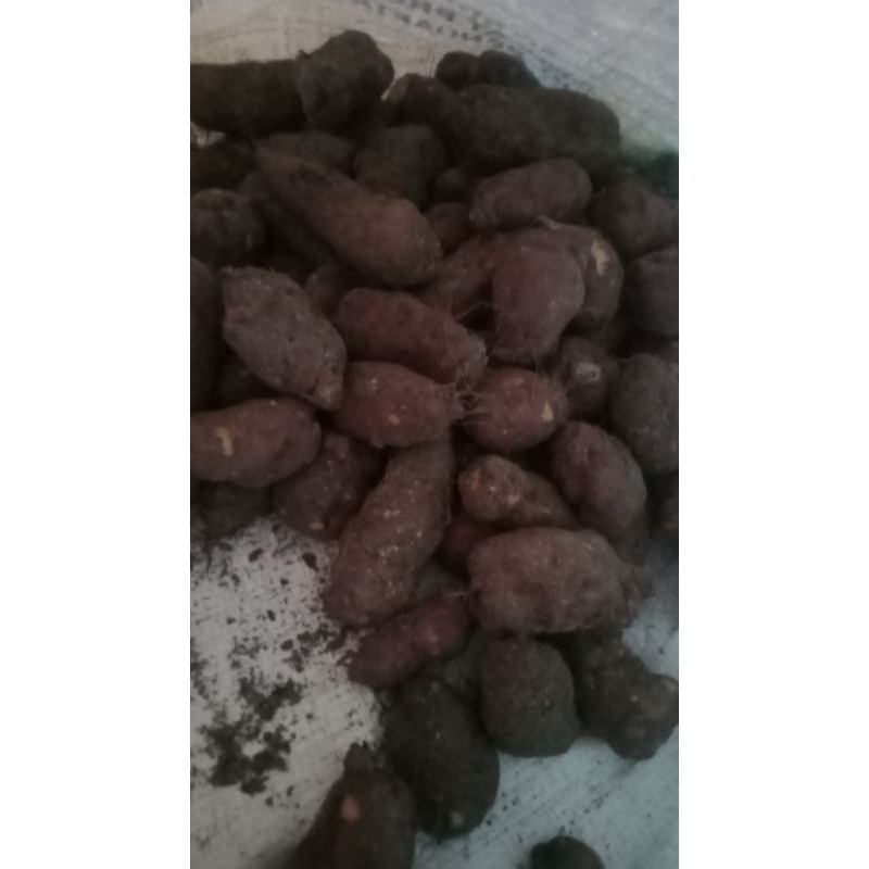 

500g kentang klici segar kentang hitam Sabrang