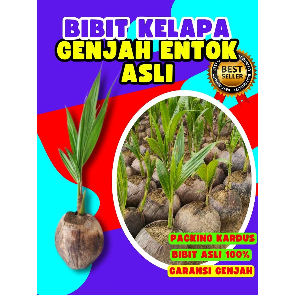 BIBIT UNGGUL.. Pohon Kelapa Bonsai, Pohon Kelapa Buah Besar, Pohon Kelapa Buah