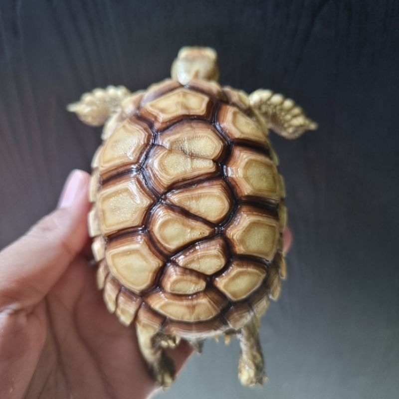 sulcata unik scute sulcata os zigzag