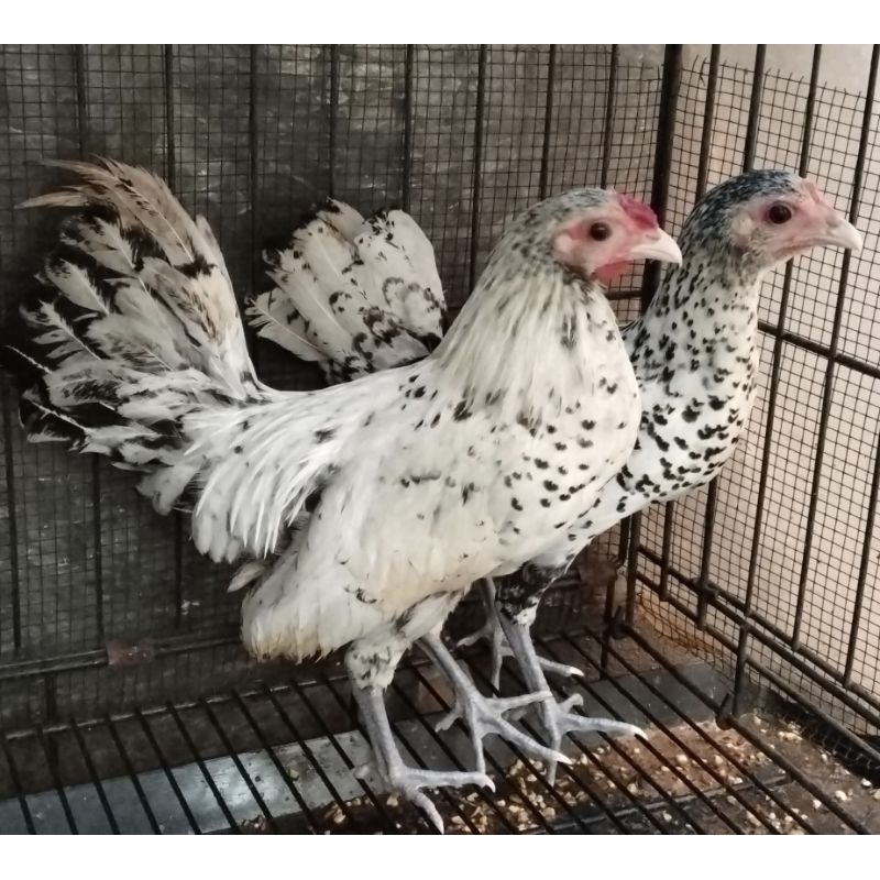 Ayam Kate Batik Italia sepasang