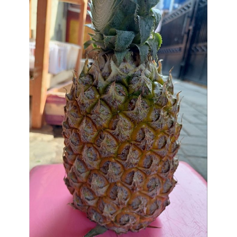 

Nanas asli Palembang manis