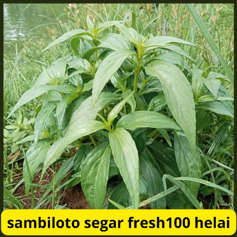 

Daun Sambiloto Segar Fresh 100 Lembar Varian Daun Besar Tua Dan Kecil Tua