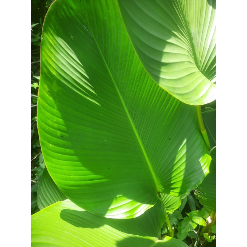 

daun patat 1 ikat 10 lembar