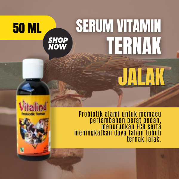 Vitamin burung jalak  anakan vitamin jalak  vitamin jalak suren  vitamin jalak suren gacor  vitamin 