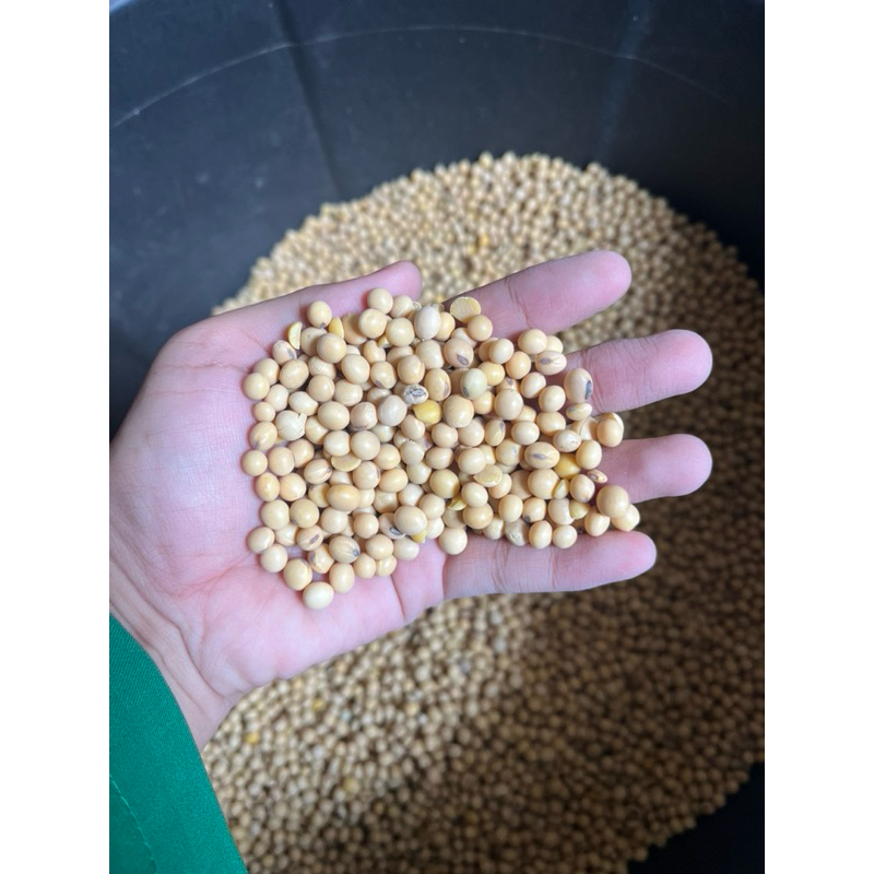 

Kacang Kedelai Import Premium 1kg (Grade A)