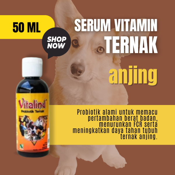 Vitamin hewan anjing vitamin anjing biar cepat gemuk  vitamin anjing gemuk dan bulu  vitamin anjing 