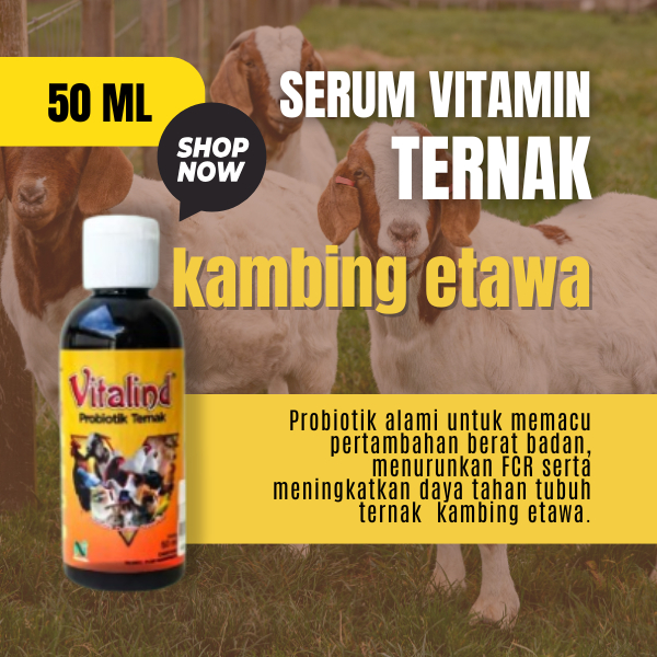 Vitamin ternak kambing etawa vitamin kambing etawa jantan  bibit kambing etawa  anakan kambing etawa