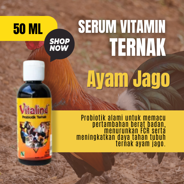 Vitamin hewan ternak ayam jago vitamin ayam jago bangkok  vitamin ayam jago petelur  vitamin ayam ja
