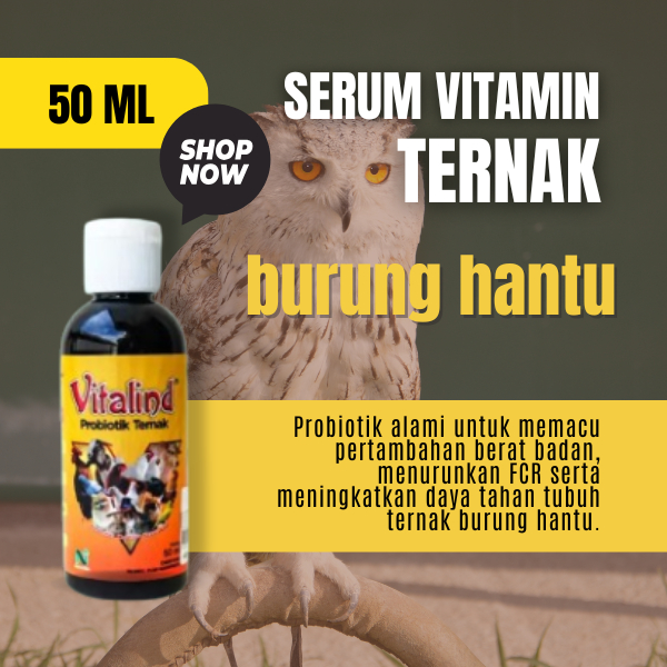 Vitamin hewan burung hantu vitamin burung hantu hidup asli murah  cincin burung hantu  vitamin burun