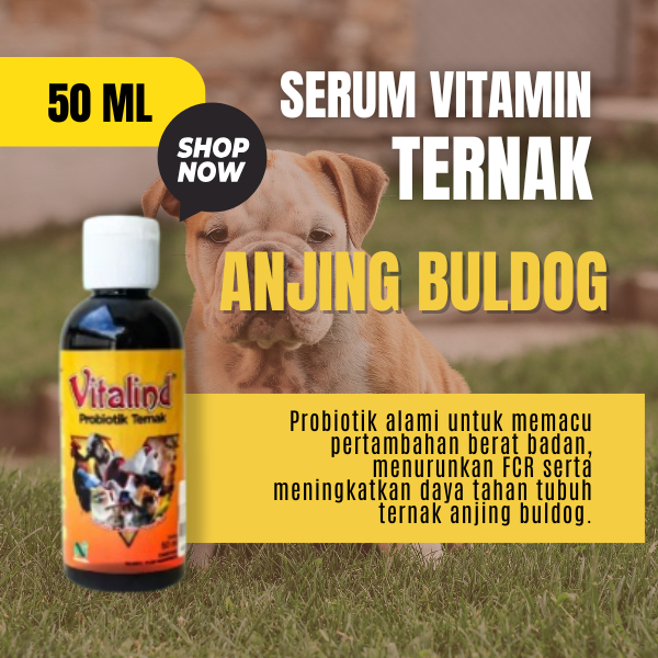 Vitamin hewan anjing buldog vitamin anjing  vitamin anjing gemuk dan cepat  vitamin anjing penggemuk