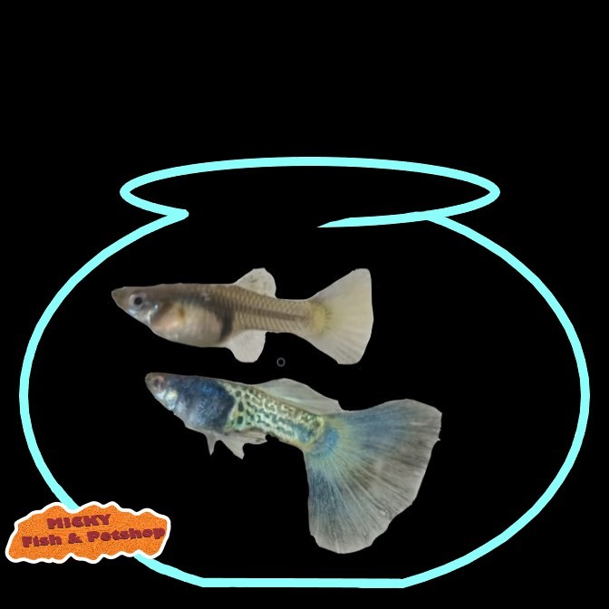 SEPASANG Guppy MSSBT Blue Metal Snake Skin Blue Tail Indukan Grade