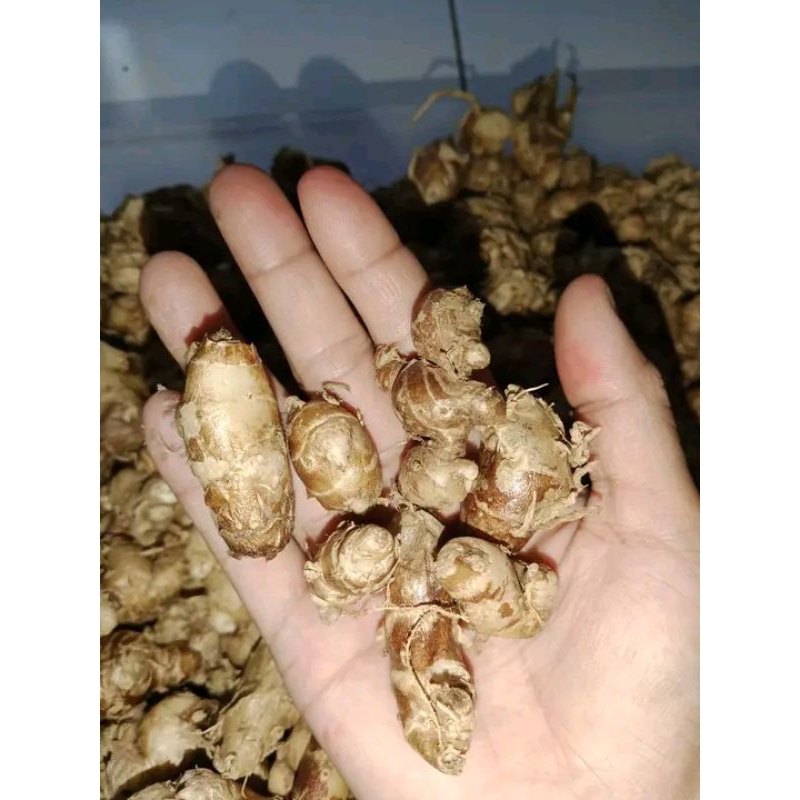 

250gr,kencur kwalitas super fres langsung dari kebun