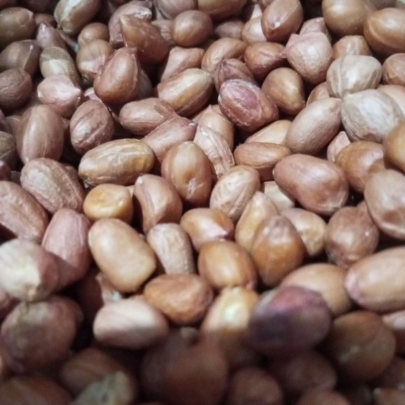

RENTENGAN KACANG TANAH