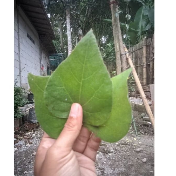 

daun cau asli 100% kental isi daun 50 lembar