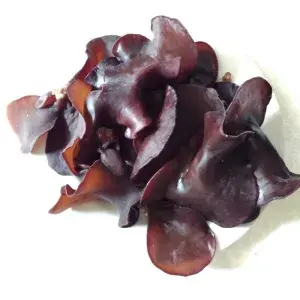 

JAMUR KUPING 250g