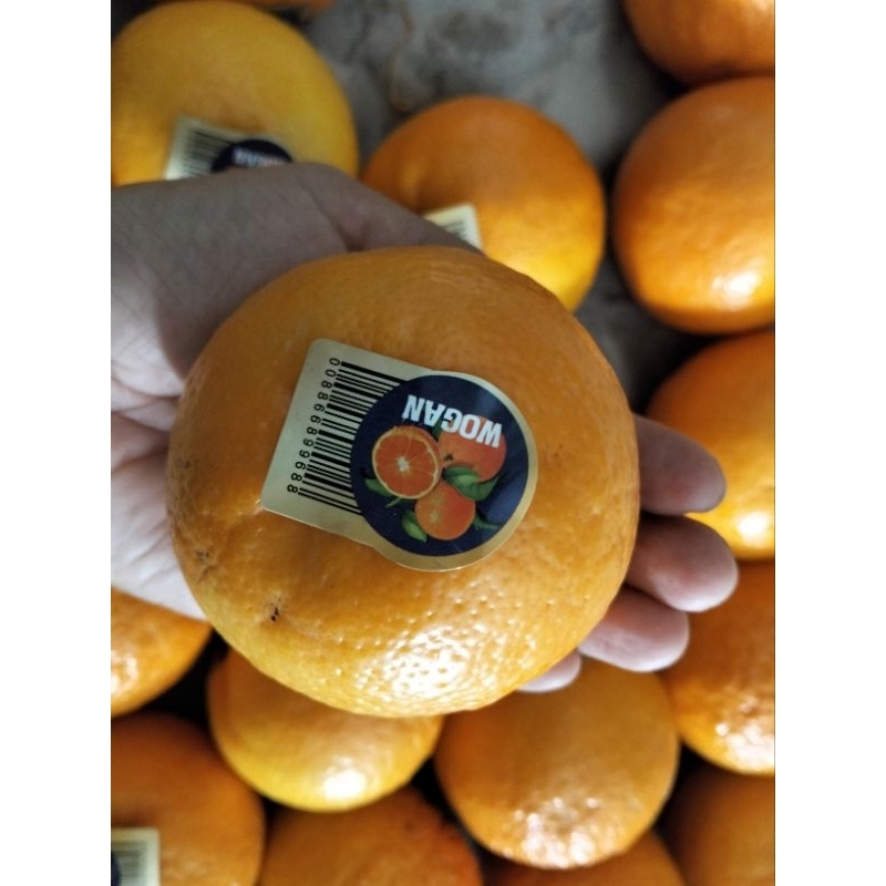 

Jeruk Wogan Manis | 1kg