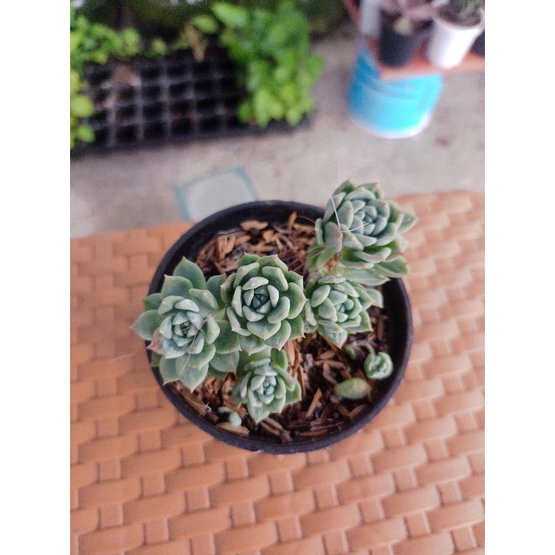 tanaman sekulen AIR MATA IBU