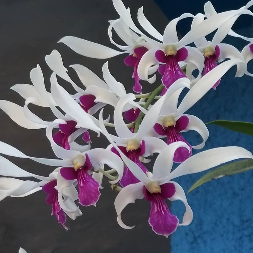 Anggrek Dendrobium Mesangnil