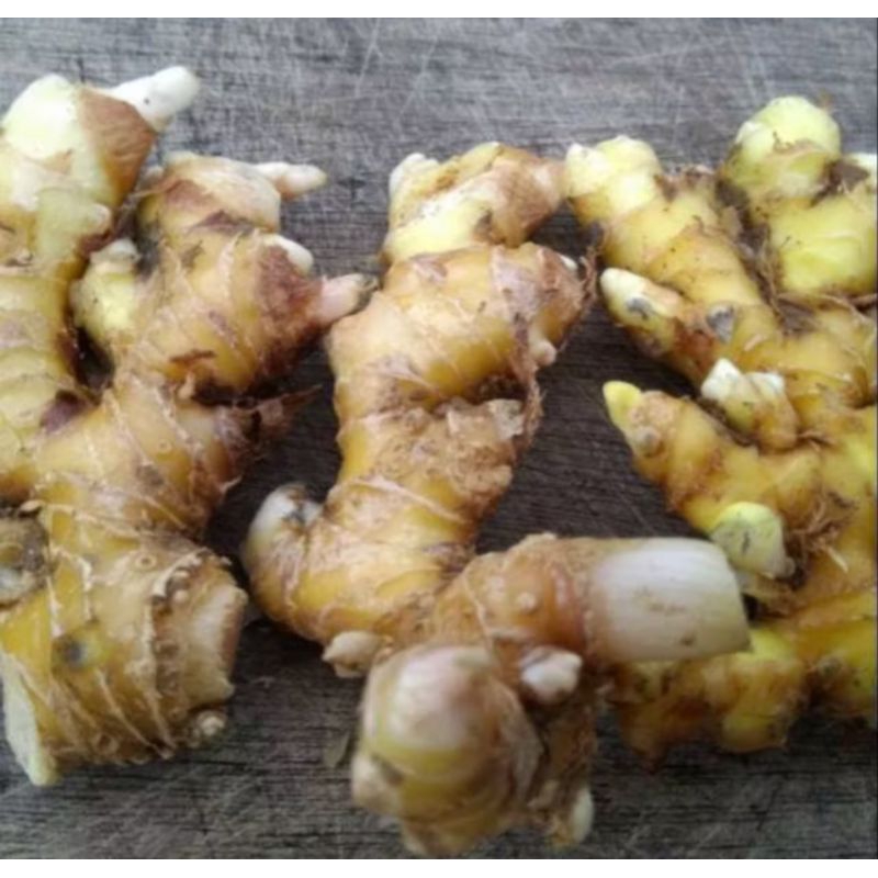 

lempuyang segar bersih 1 kg