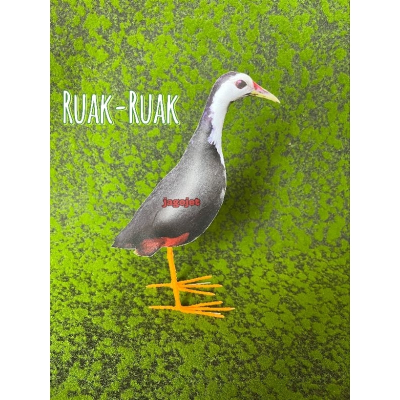 Patung pemikat burung ruak ruak anti air