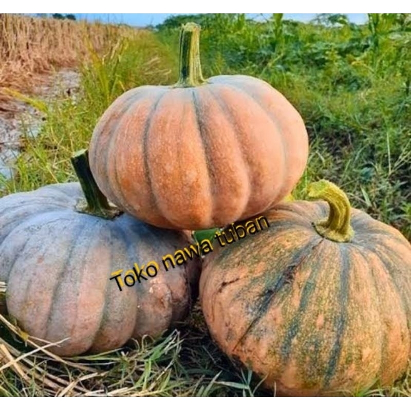 

labu kuning besar BB hampir 3kg perbuah