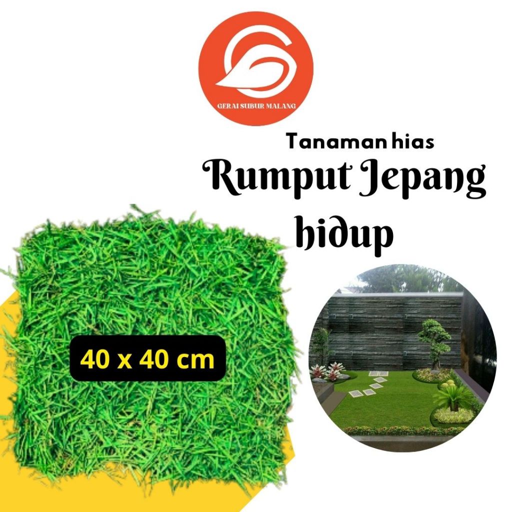 GERAI SUBUR MALANG Rumput Jepang Hidup / 40x40 cm / Rumput Hias Hijau Segar Untuk Taman & Kuburan