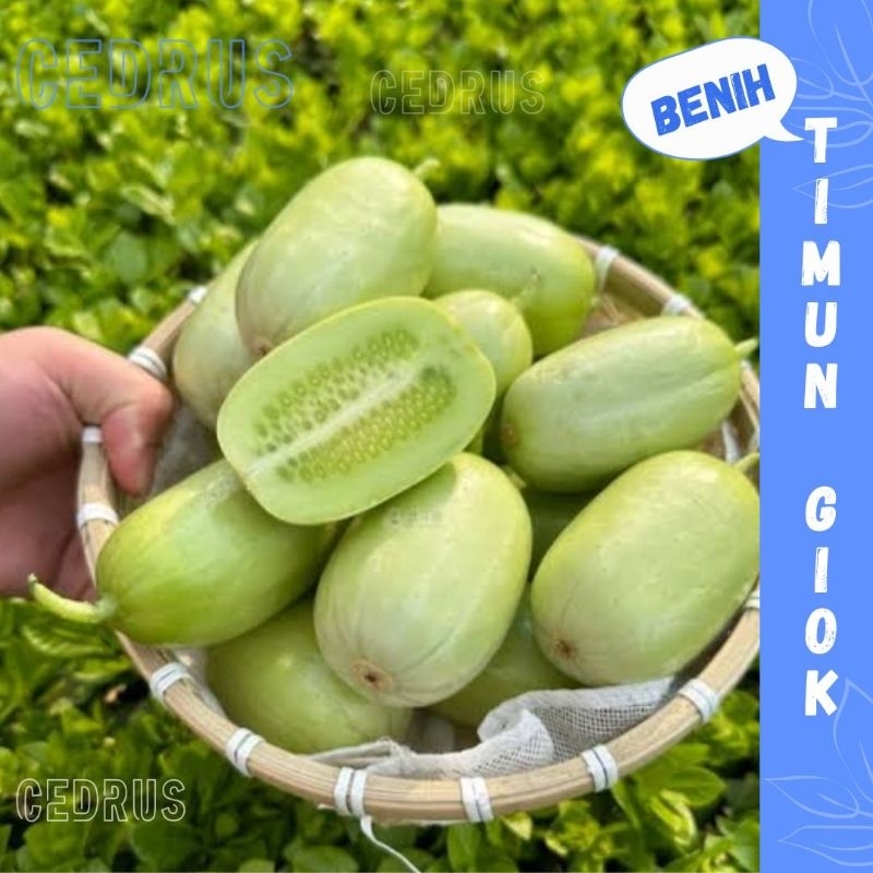Benih TIMUN GIOK Biji Sayur Mentimun Unik