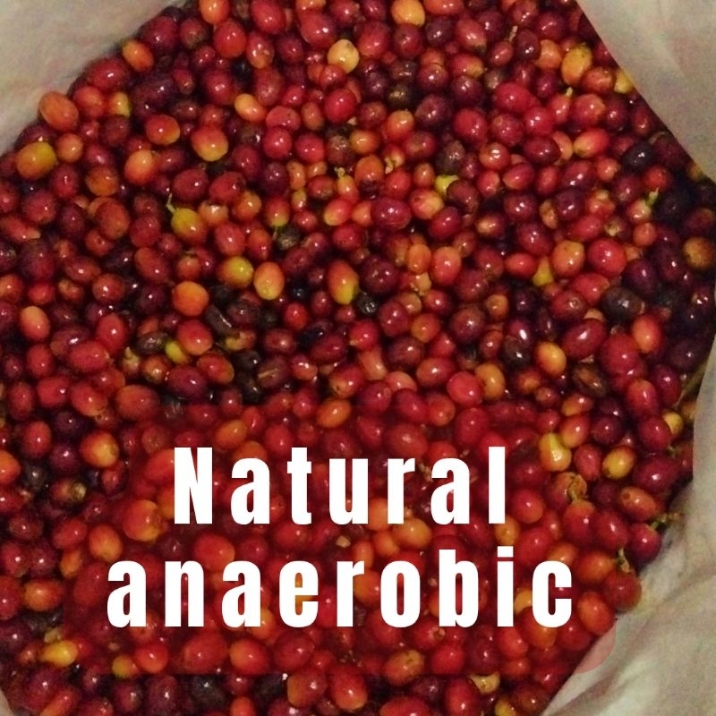 

Green beans arabica 1kg natural anaerob /biji kopi mentah arabika specialty coffee wonosobo slukatan