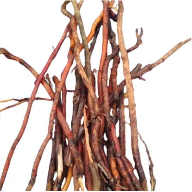 

AKAR POHON KELAPA 250 gr