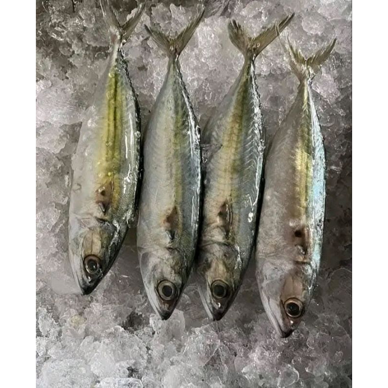 

banjar segar fresh seafood 1kg