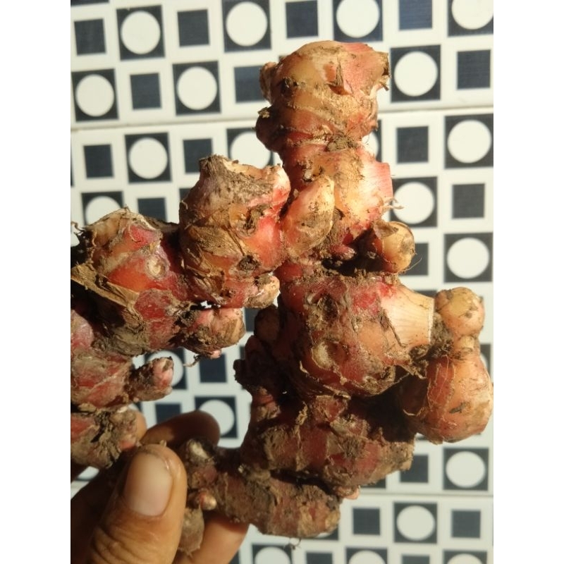 

JAHE MERAH 1 Kg. Jahe Merah Baduy..