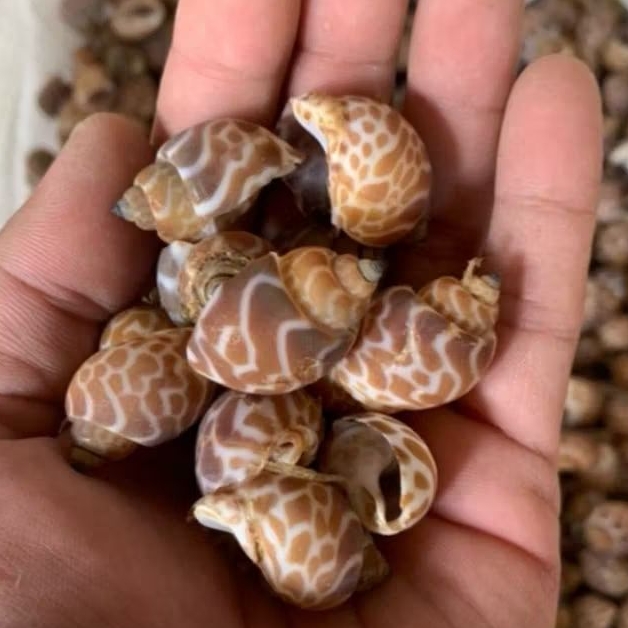 Cangkang Kerang Hias - Cangkang Kerang - Cangkang Kelomang - Keong Macan