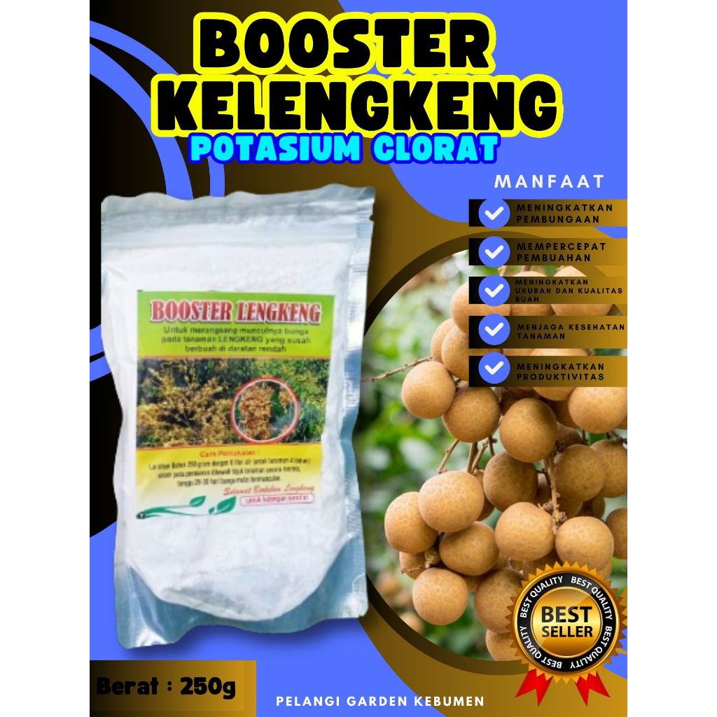 TERBAIK  Booster Buah Kelengkeng Matalada Berbuah, Booster Buah Kelengkeng Merah Cangkok Berbuah, Bo