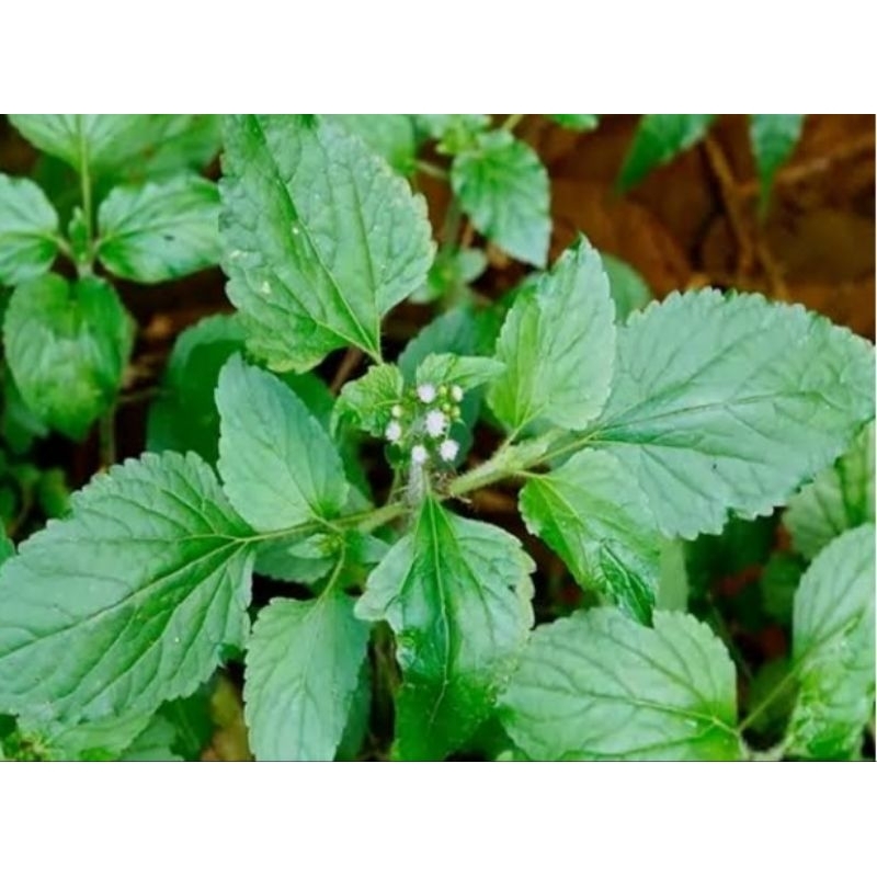 

Daun badotan hijau 1kg