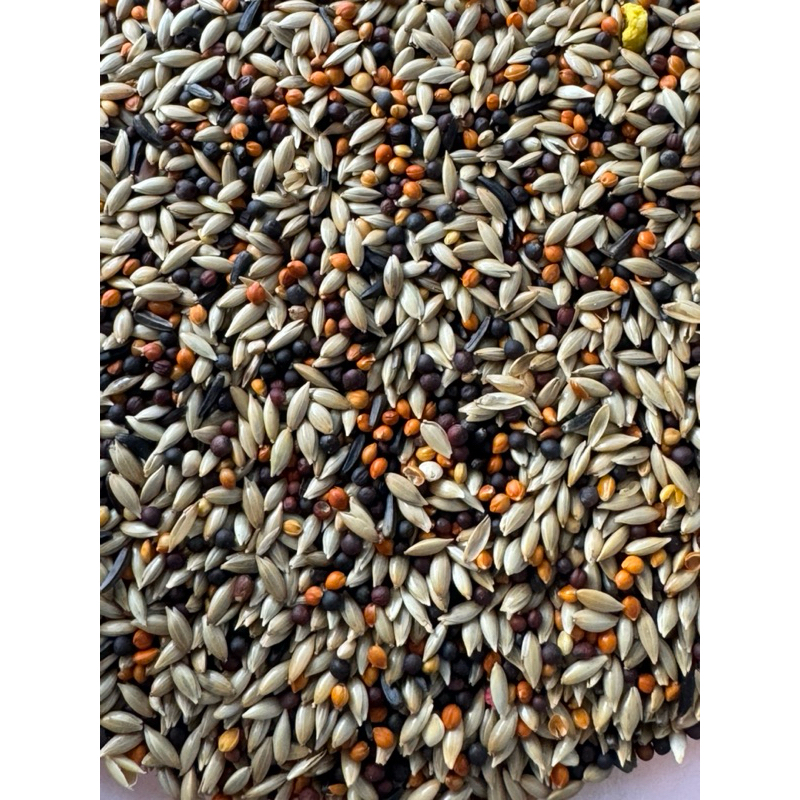 Pakan Burung Kenari Mix Bijian Campur Bijian Import Cocok Untuk Pakan Burung Finch, Sanger, Blackthr