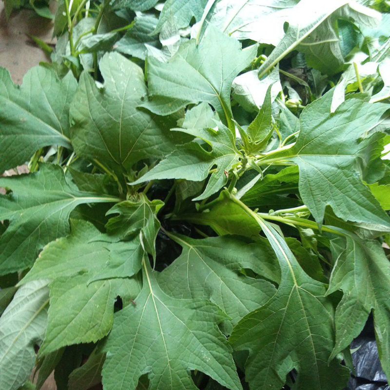 

Daun insulin segar .atow daun Ki payit .1kg
