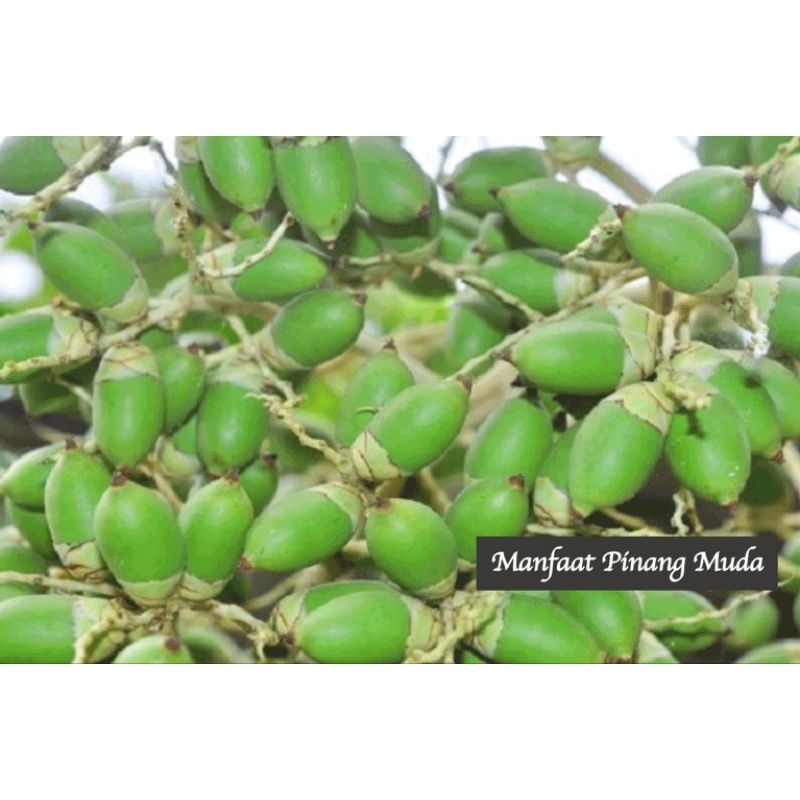 

pinang muda fresh 500 gr
