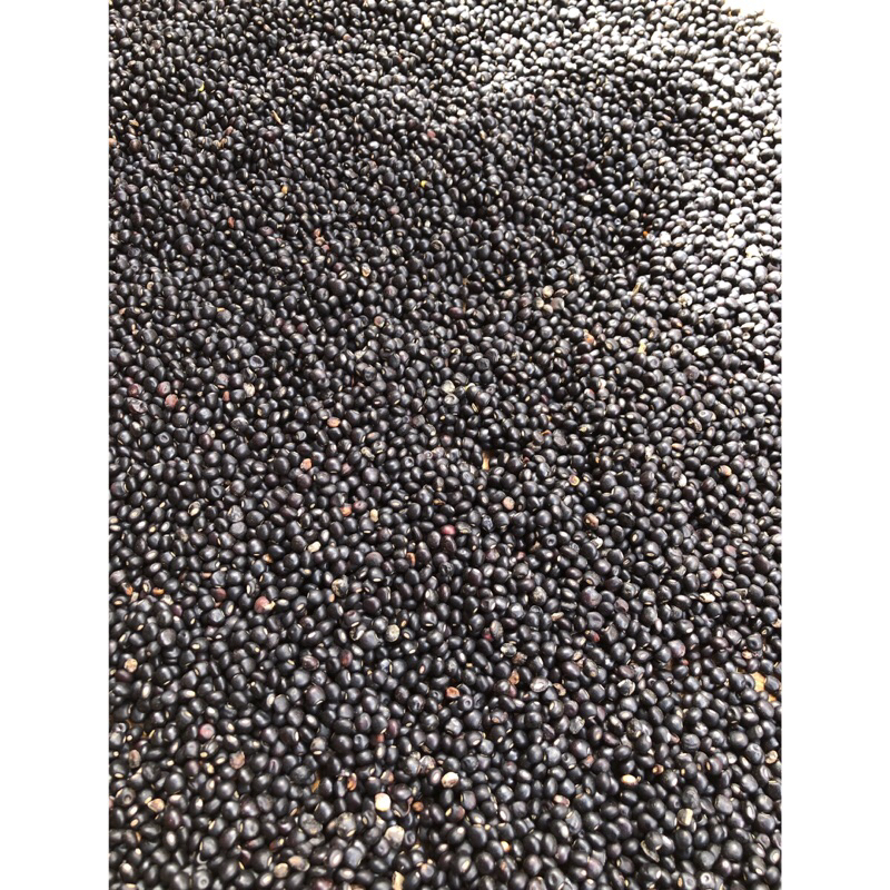 

biji gude asli 250gr