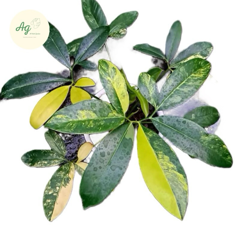 Thaumatophyllum goeldii varigata