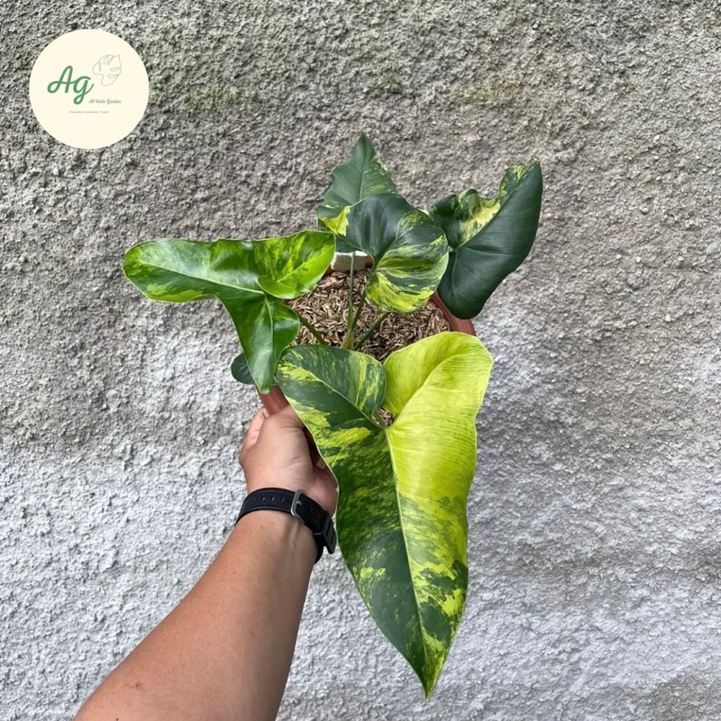 Thaumatophyllum angela varigata