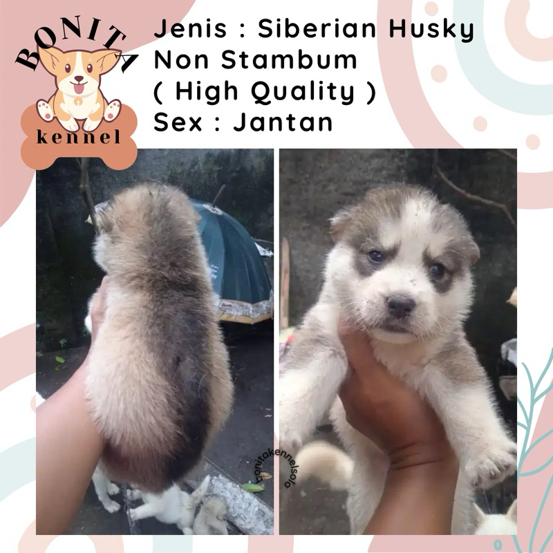 Siberian Husky Non Stambum Anak Anjing Husky Jantan Betina