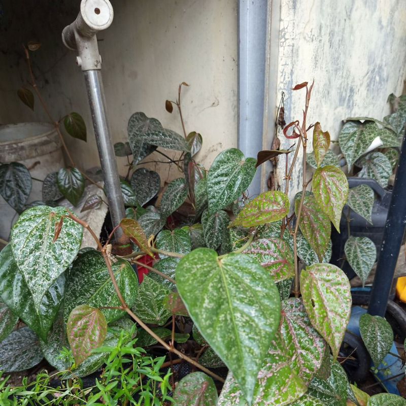 

Daun Sirih Merah Segar