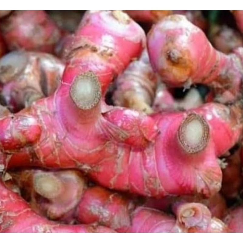 

jahe merah segar fresh