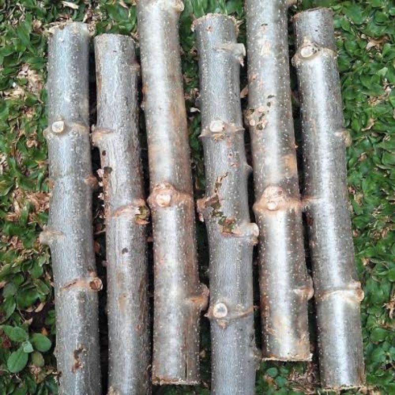 

Bibit Singkong konsumsi / kulit merah 1 ikat